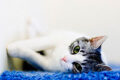 Warum schnurren Katzen? Die Kommunikation von Katzen durch Laute