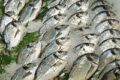Warum ist Fisch gesund? Welche Vorteile bringt der Konsum von Fisch?