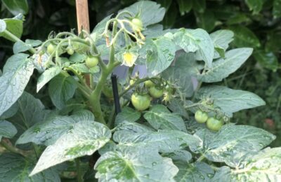Tomaten pflanzen bzw. säen: Eine Anleitung und weitere Tipps & Tricks!