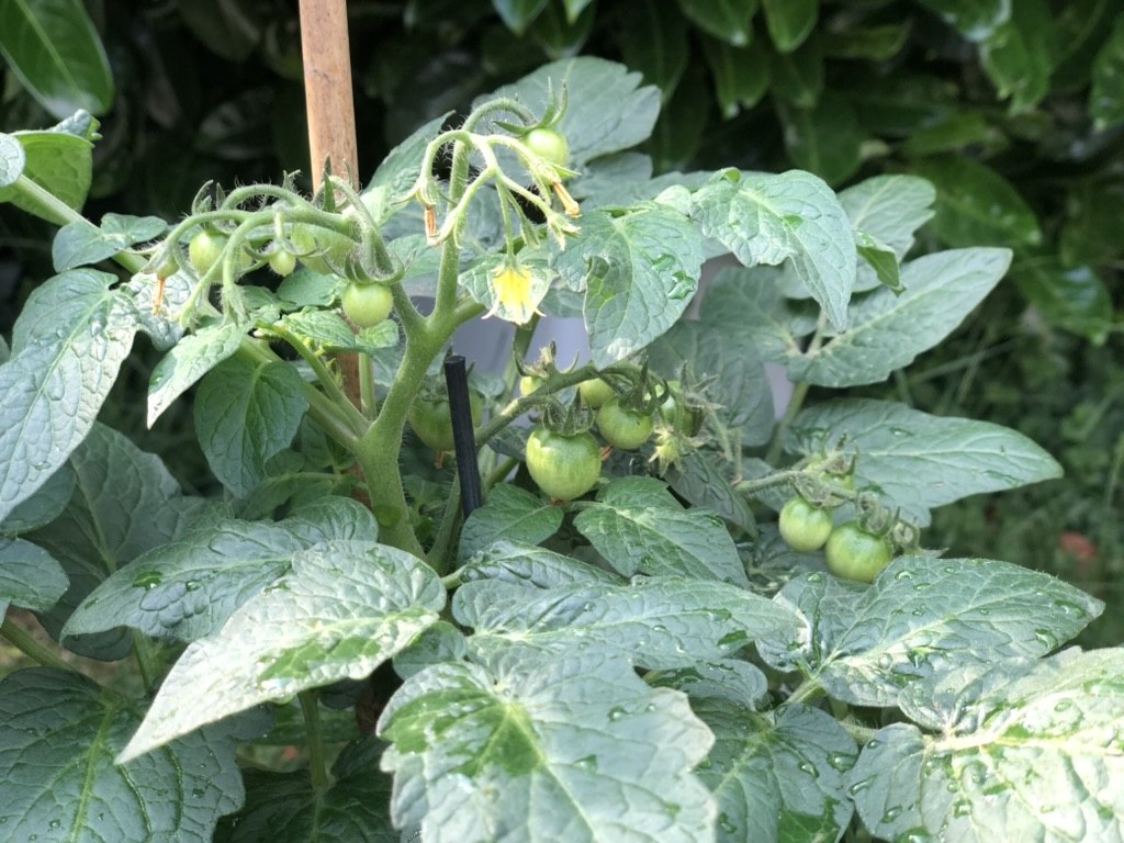 Tomaten pflanzen bzw. säen: Eine Anleitung und weitere Tipps & Tricks!