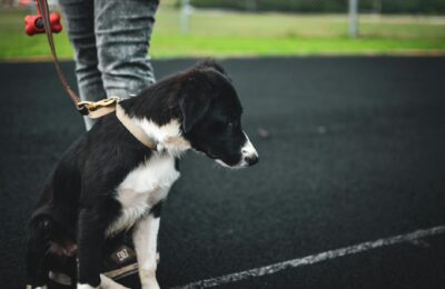 Ein Hundeklo bzw. die Hundetoilette: Was ist hierbei zu beachten?
