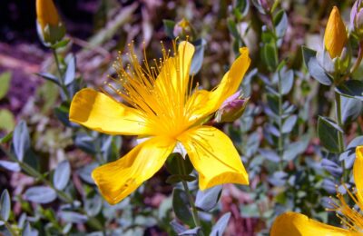 Johanniskraut – Herkunft, Wirkung, Nebenwirkungen, Anwendung