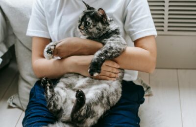 Katze artgerecht halten: Was wirklich wichtig ist