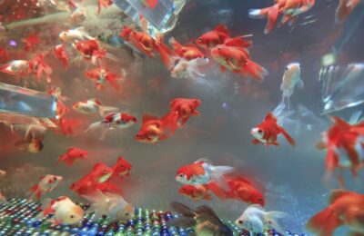 Was versteht man denn unter dem Einfahren eines Aquariums?