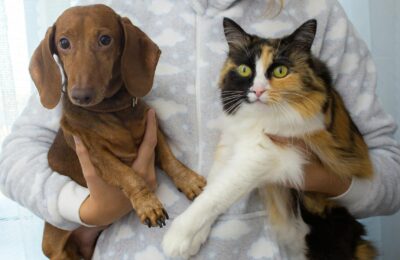 Haustiere und Allergien: Was Sie wissen müssen