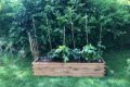 Gemüsegarten anlegen für Anfänger