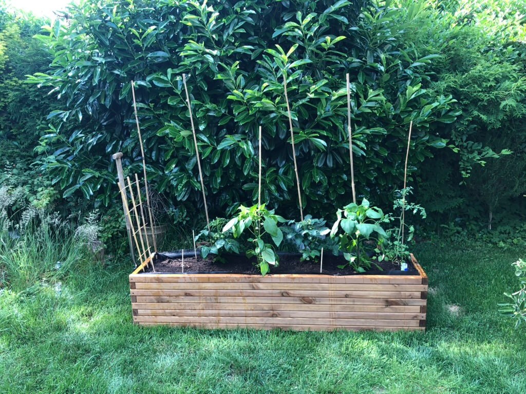 Gemüsegarten anlegen für Anfänger