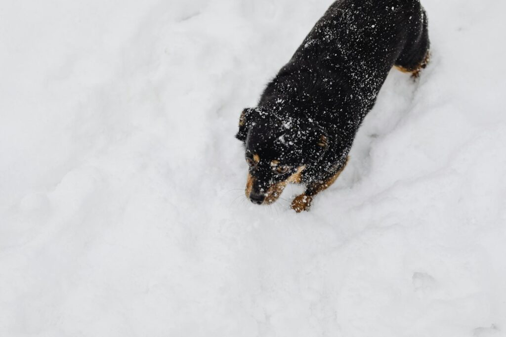 Hund im Winter: Tipps für kalte Jahreszeit