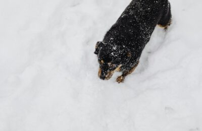 Hund im Winter: Tipps für kalte Jahreszeit