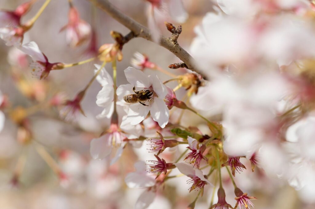 Frühjahrsallergie: Tipps für die Pollensaison
