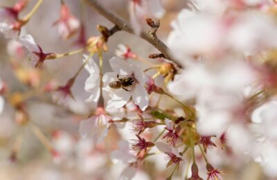 Frühjahrsallergie: Tipps für die Pollensaison