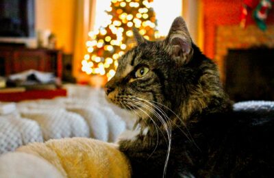 Katze im Winter richtig versorgen