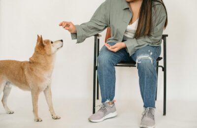 Hund gesund ernähren: Die richtige Fütterung für Ihren Vierbeiner
