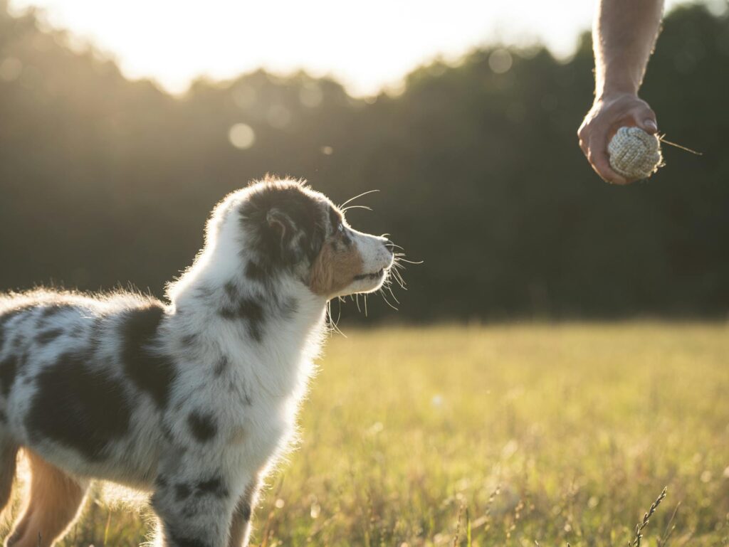 Hundeerziehung Grundlagen: So erziehen Sie Ihren Hund richtig