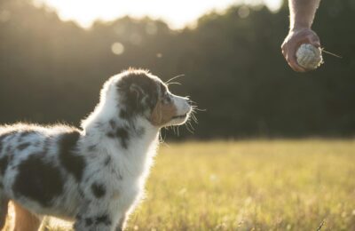 Hundetraining für Anfänger: Grundlagen und erste Kommandos