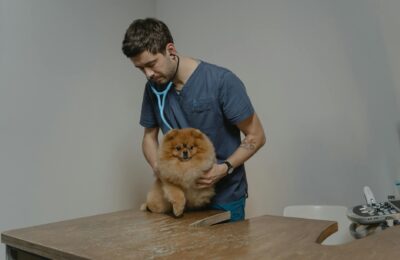 Hundeversicherung vergleichen: OP- und Krankenversicherung für Hunde