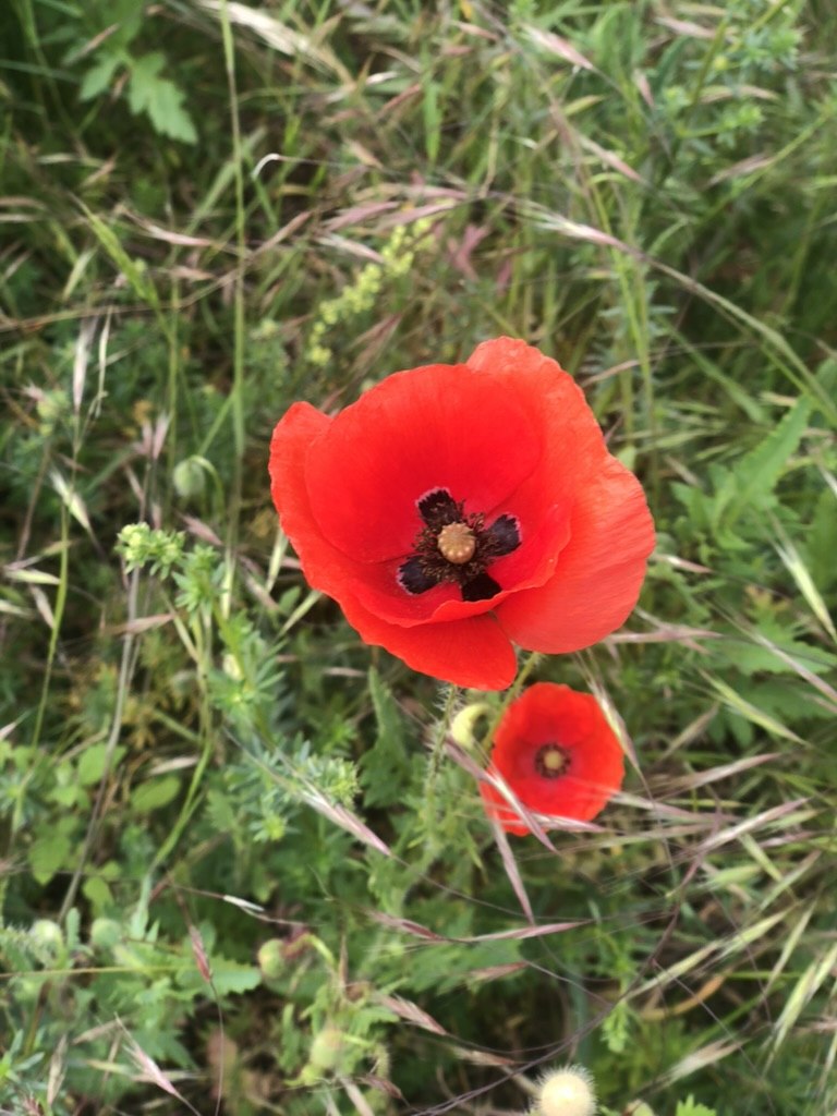 Wildkräuter sammeln im Frühling: Bärlauch, Brennnessel & Co. sicher bestimmen
