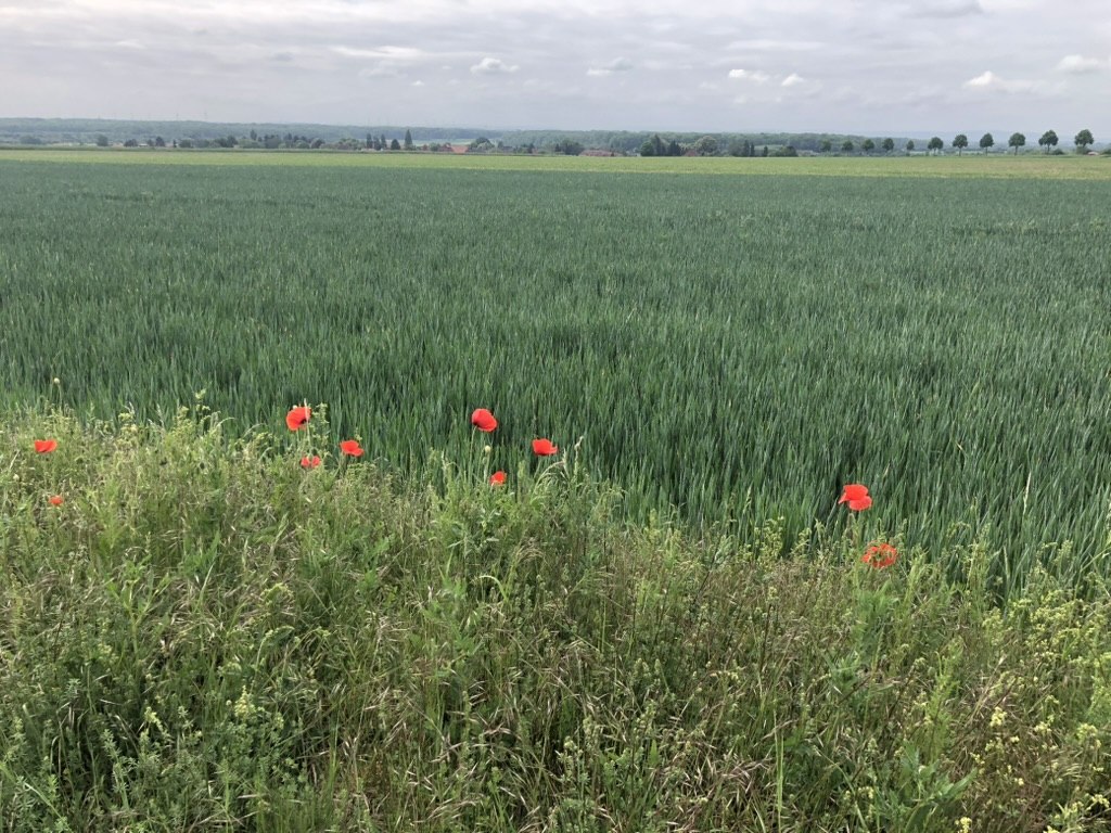Rote Mohnblumen in einem Weizenfeld – Wildblumen auf dem Feld im Sommer