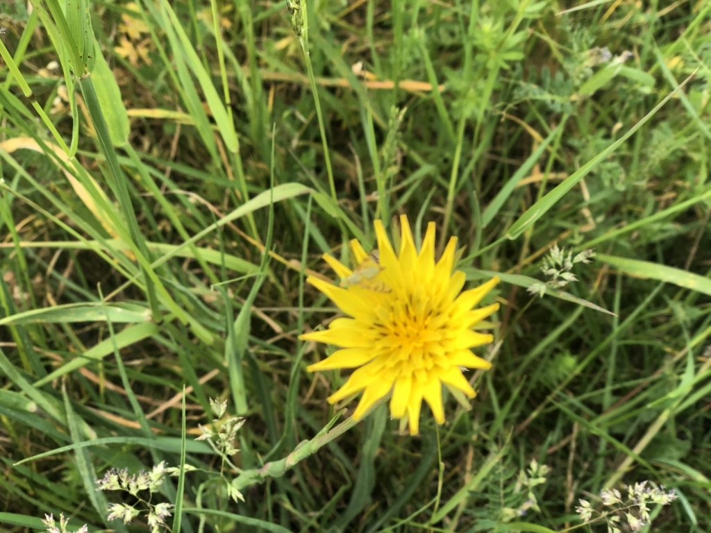 Gelbe Wildblume auf der Sommerwiese – essbare und heilende Wildpflanzen erkennen