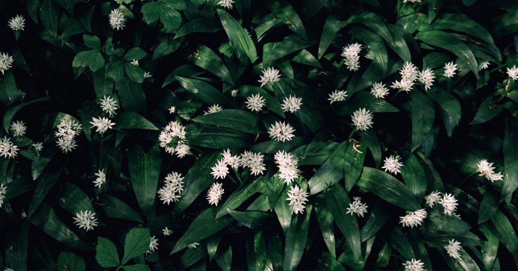 Wildkräuter sammeln im Frühling: Bärlauch, Brennnessel & Co. sicher bestimmen