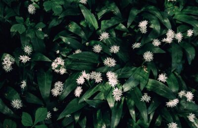 Wildkräuter sammeln im Frühling: Bärlauch, Brennnessel & Co. sicher bestimmen