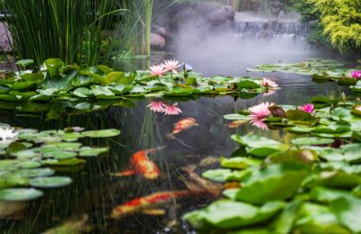 Gartenteich im Frühling: So starten Sie perfekt in die Saison 2026