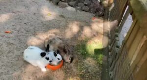 Kaninchen als Haustier: Was Sie vor der Anschaffung wissen müssen