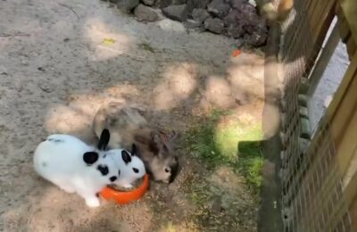 Kaninchen als Haustier: Was Sie vor der Anschaffung wissen müssen