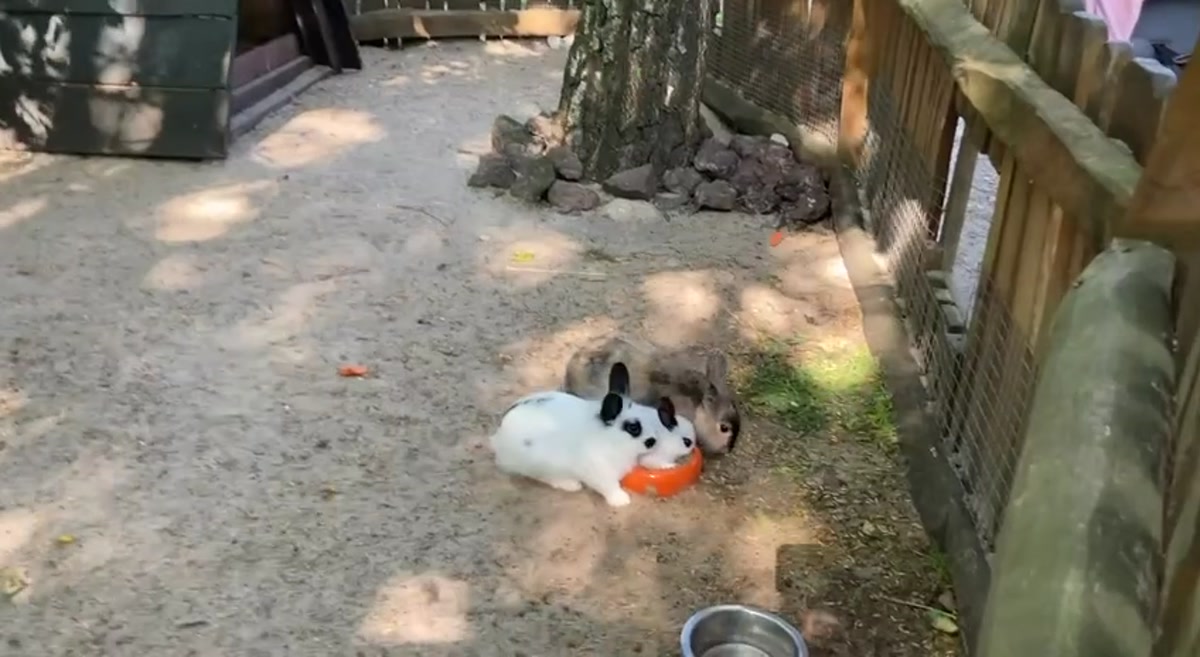Zwei Kaninchen im Außengehege neben einem Baum – artgerechte Haltung im Freien