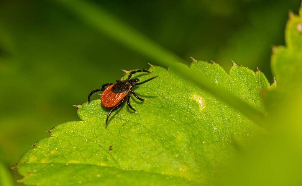 Zeckenschutz 2026: Was Sie jetzt wissen müssen, bevor die Saison startet