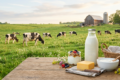 Frische Milchprodukte und Kühe auf einer grünen Weide – EU-Milchquote