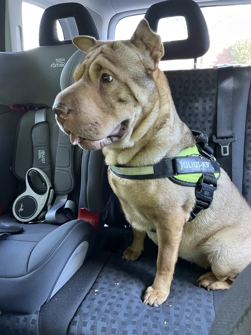 Shar-Pei Hündin Bassja sitzt gesichert mit Julius-K9-Geschirr auf dem Rücksitz
