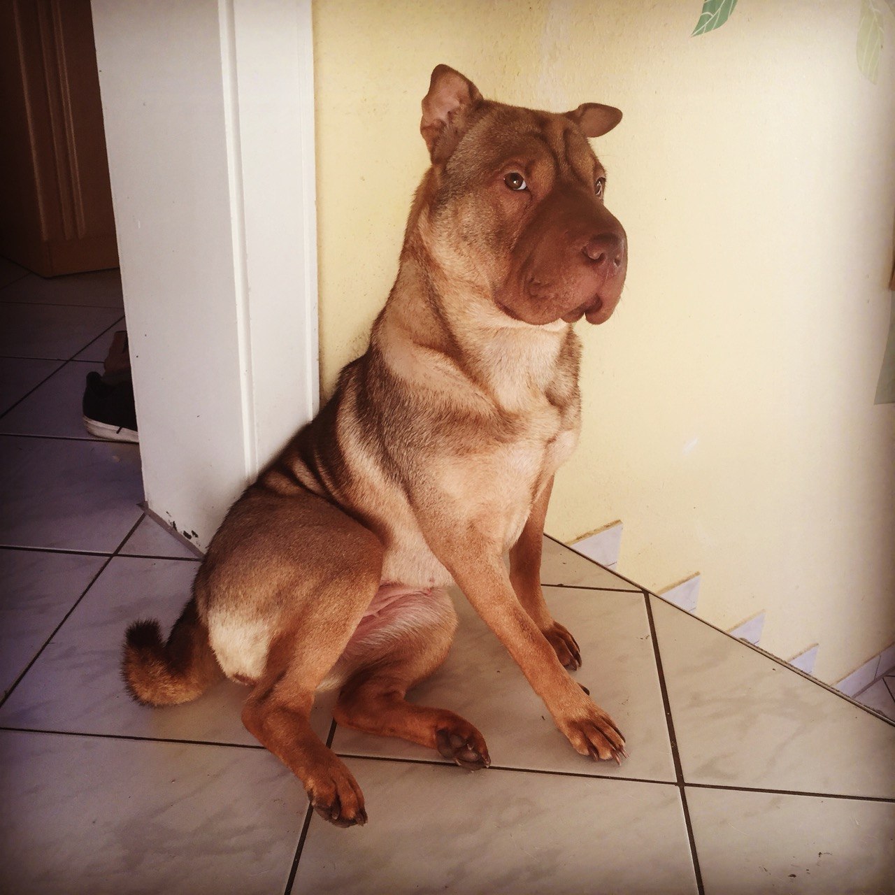 Shar-Pei Hündin Bassja ausgewachsen – aus der Familie des Autors