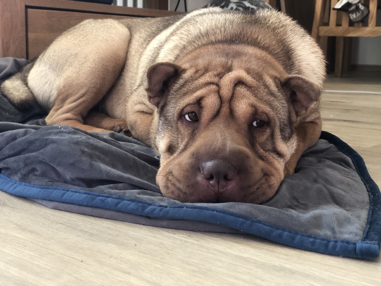 Shar-Pei Hündin Bassja liegt auf ihrem Hundekissen – der typische nachdenkliche Blick der Rasse