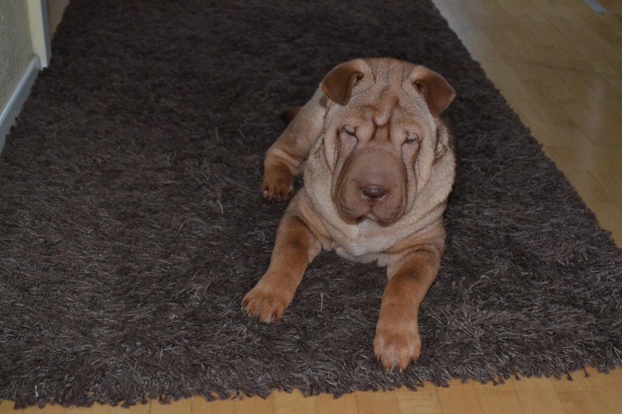 Shar-Pei Hündin Bassja entspannt auf dem Wohnzimmerteppich