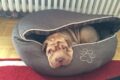 Shar-Pei Welpe Bassja liegt im Hundebett – die ersten Wochen zuhause
