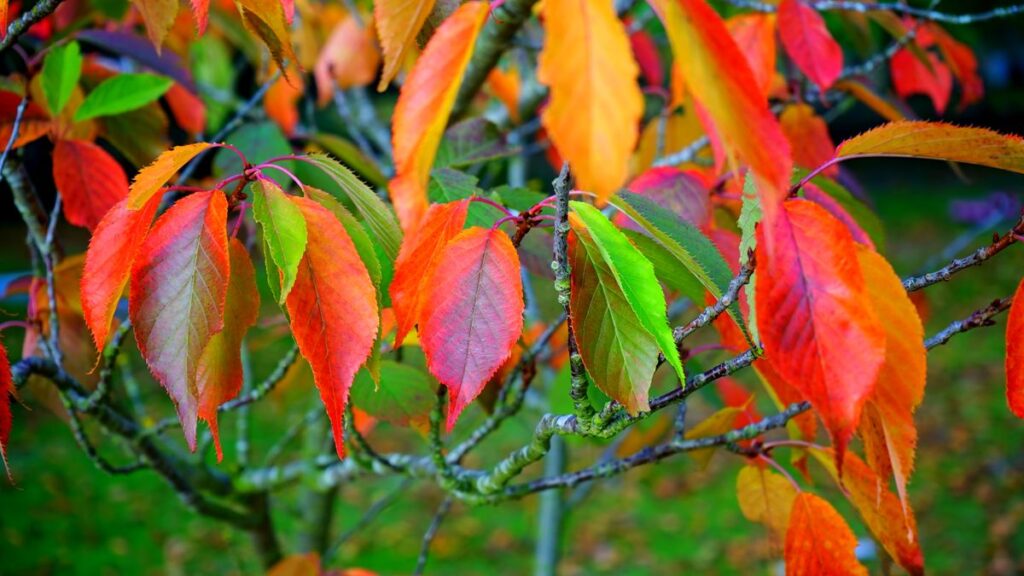 Herbstgarten Checkliste 2026: Was jetzt im Garten zu tun ist