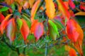 Herbstgarten Checkliste 2026: Was jetzt im Garten zu tun ist