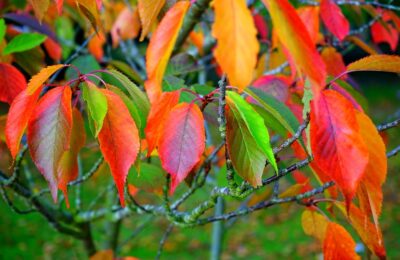 Herbstgarten Checkliste 2026: Was jetzt im Garten zu tun ist